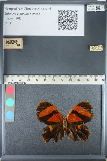 Media type: image;   Entomology 164084